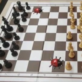 Летний шахматно-шашечный турнир